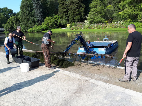 Schwimmbagger mäht Wasserpest in Karlsaue