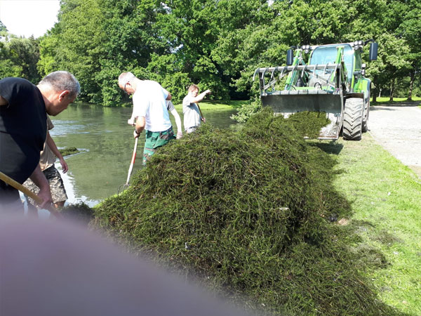 Wasserpest in der Karlsaue