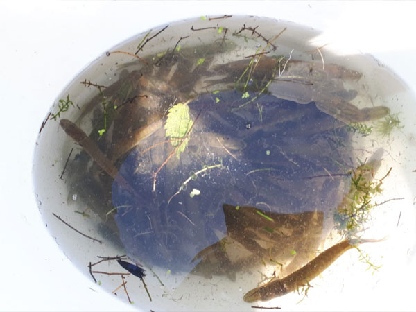 Wasserbewohner Fische aus der Karlsaue