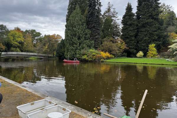 Abfischaktion in der Karlsaue
