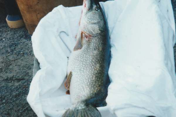 Historische Bilder des KAV